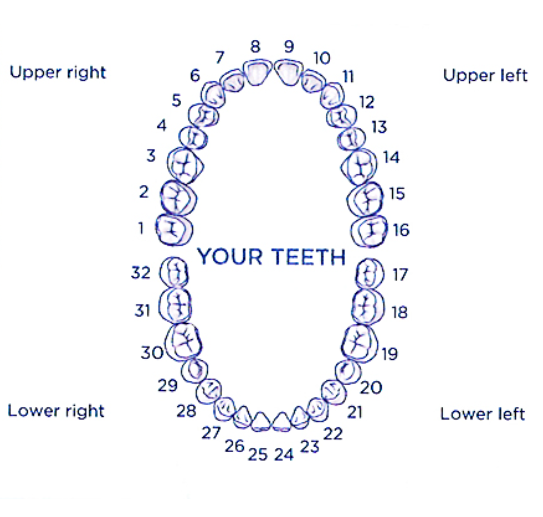 DLD At Home Dental Impression Kits - Order Online
